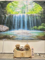 Pet博2026 横浜に投稿された画像（2025/1/23）