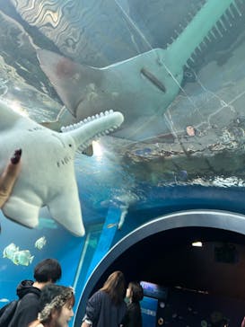 マクセル アクアパーク品川に投稿された画像（2025/1/23）