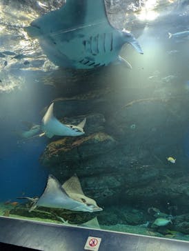 マクセル アクアパーク品川に投稿された画像（2025/1/23）