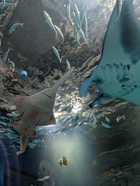 マクセル アクアパーク品川に投稿された画像（2025/1/23）