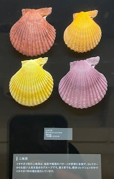 国立科学博物館に投稿された画像（2025/1/23）