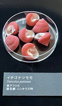 国立科学博物館に投稿された画像（2025/1/23）