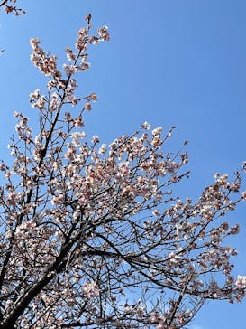 特別展「旧嵯峨御所 大覚寺 －百花繚乱 御所ゆかりの絵画－」（東京国立博物館）に投稿された画像（2025/1/23）