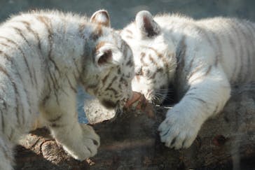 東武動物公園に投稿された画像（2025/1/23）