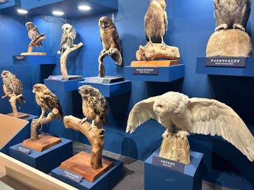 特別展「鳥 ～ゲノム解析が解き明かす新しい鳥類の系統～」国立科学博物館に投稿された画像（2025/1/24）