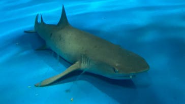 島根県立 しまね海洋館に投稿された画像（2025/1/24）