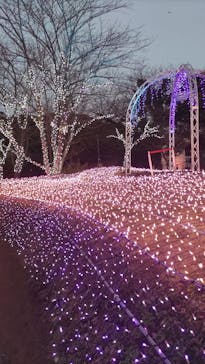 江の島シーキャンドルに投稿された画像（2025/1/24）