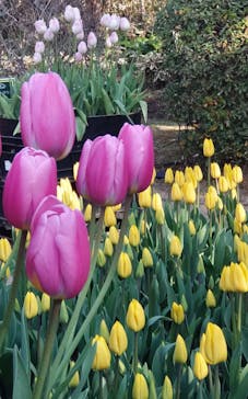 江の島シーキャンドルに投稿された画像（2025/1/24）