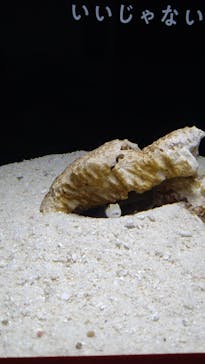 横浜開運水族館 フォーチュンアクアリウムに投稿された画像（2025/1/24）