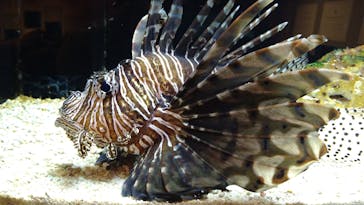 横浜開運水族館 フォーチュンアクアリウムに投稿された画像（2025/1/24）