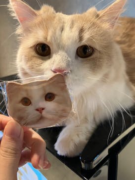 猫カフェモカ　神戸三宮店に投稿された画像（2025/1/24）