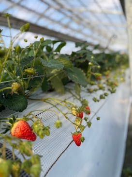 山万ユーカリファームに投稿された画像（2025/1/24）