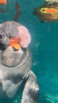 熱川バナナワニ園に投稿された画像（2025/1/24）