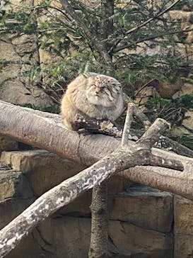 那須どうぶつ王国に投稿された画像（2025/1/24）