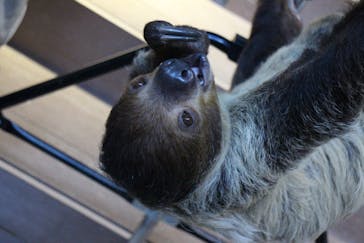 カワスイ 川崎⽔族館に投稿された画像（2025/1/24）