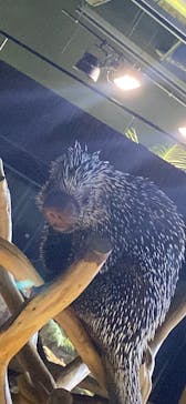 カワスイ 川崎⽔族館に投稿された画像（2025/1/24）