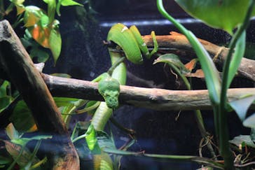 カワスイ 川崎⽔族館に投稿された画像（2025/1/24）