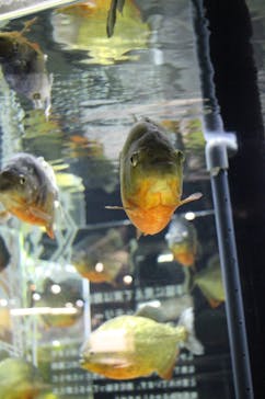 カワスイ 川崎⽔族館に投稿された画像（2025/1/24）