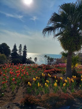 ニューヨークランプミュージアム＆フラワーガーデンに投稿された画像（2025/1/24）