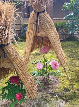 日本庭園　由志園に投稿された画像（2025/1/25）