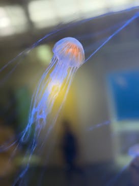 葛西臨海水族園に投稿された画像（2025/1/25）