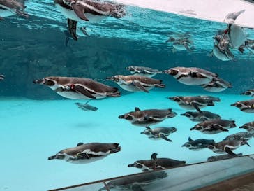 葛西臨海水族園に投稿された画像（2025/1/25）