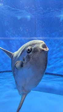 アクアワールド茨城県大洗水族館に投稿された画像（2025/1/25）