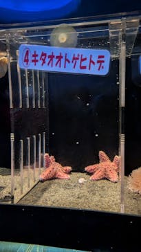 アクアワールド茨城県大洗水族館に投稿された画像（2025/1/25）