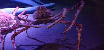 竹島水族館に投稿された画像（2025/1/25）