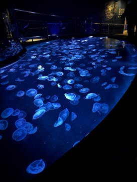 すみだ水族館に投稿された画像（2025/1/25）