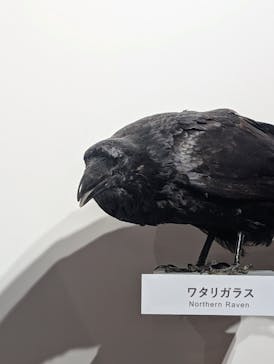 特別展「鳥 ～ゲノム解析が解き明かす新しい鳥類の系統～」国立科学博物館に投稿された画像（2025/1/25）