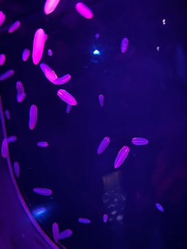 アクアワールド茨城県大洗水族館に投稿された画像（2025/1/25）