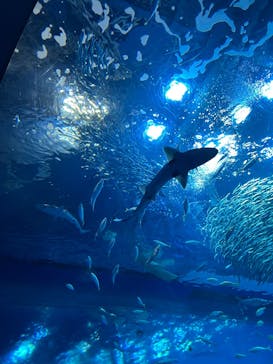 アクアワールド茨城県大洗水族館に投稿された画像（2025/1/25）