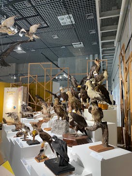 特別展「鳥 ～ゲノム解析が解き明かす新しい鳥類の系統～」国立科学博物館に投稿された画像（2025/1/25）