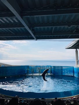 新江ノ島水族館に投稿された画像（2025/1/25）