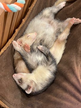 Moff animal cafe MARKIS 福岡ももち店に投稿された画像（2025/1/25）