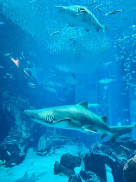 マリンワールド海の中道に投稿された画像（2025/1/25）