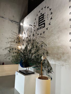 特別展「鳥 ～ゲノム解析が解き明かす新しい鳥類の系統～」国立科学博物館に投稿された画像（2025/1/25）