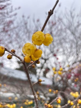 小田原城に投稿された画像（2025/1/25）