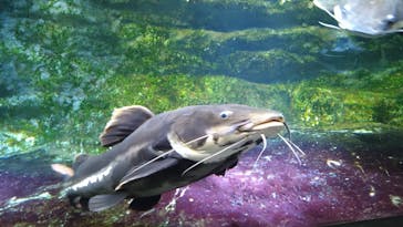 カワスイ 川崎⽔族館に投稿された画像（2025/1/25）