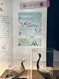 特別展「鳥 ～ゲノム解析が解き明かす新しい鳥類の系統～」国立科学博物館に投稿された画像（2025/1/25）