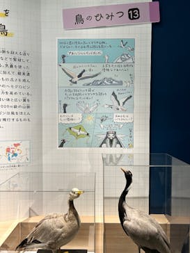 特別展「鳥 ～ゲノム解析が解き明かす新しい鳥類の系統～」国立科学博物館に投稿された画像（2025/1/25）