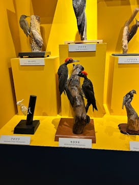 特別展「鳥 ～ゲノム解析が解き明かす新しい鳥類の系統～」国立科学博物館に投稿された画像（2025/1/25）
