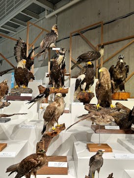 特別展「鳥 ～ゲノム解析が解き明かす新しい鳥類の系統～」国立科学博物館に投稿された画像（2025/1/25）