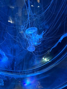 名古屋港水族館に投稿された画像（2025/1/25）