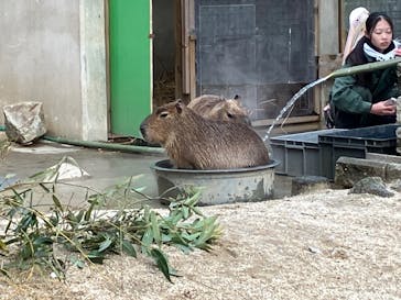東武動物公園に投稿された画像（2025/1/25）