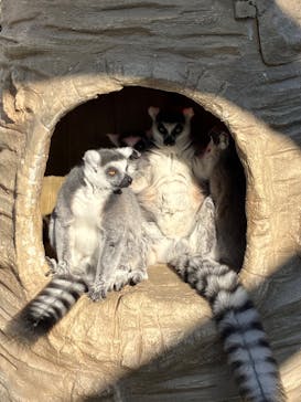 東武動物公園に投稿された画像（2025/1/25）