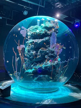 AQUARIUM × ART　atoa×felissimo chocolate museum（フェリシモ チョコレート ミュージアム）に投稿された画像（2025/1/25）