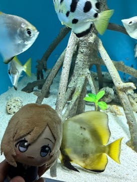 サンシャイン水族館に投稿された画像（2025/1/25）
