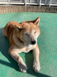 IPCわんわん動物園に投稿された画像（2025/1/25）